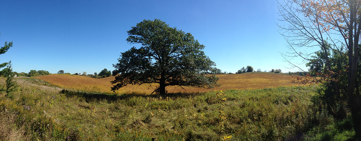 Tree in Landscape